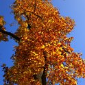 Liriodendron tulipifera automne